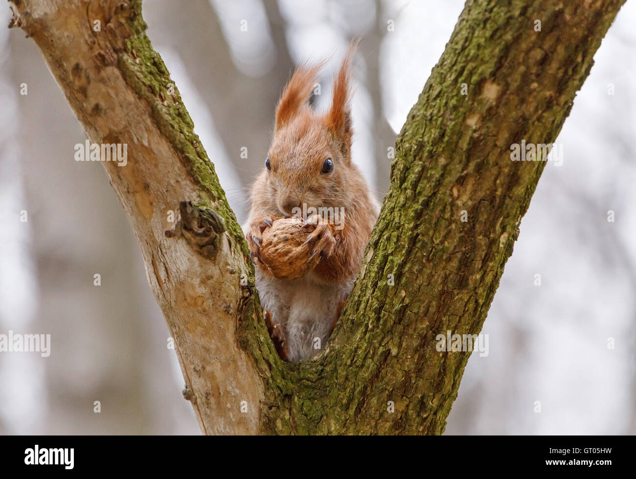 Close up of squirrel manger noyer Banque D'Images