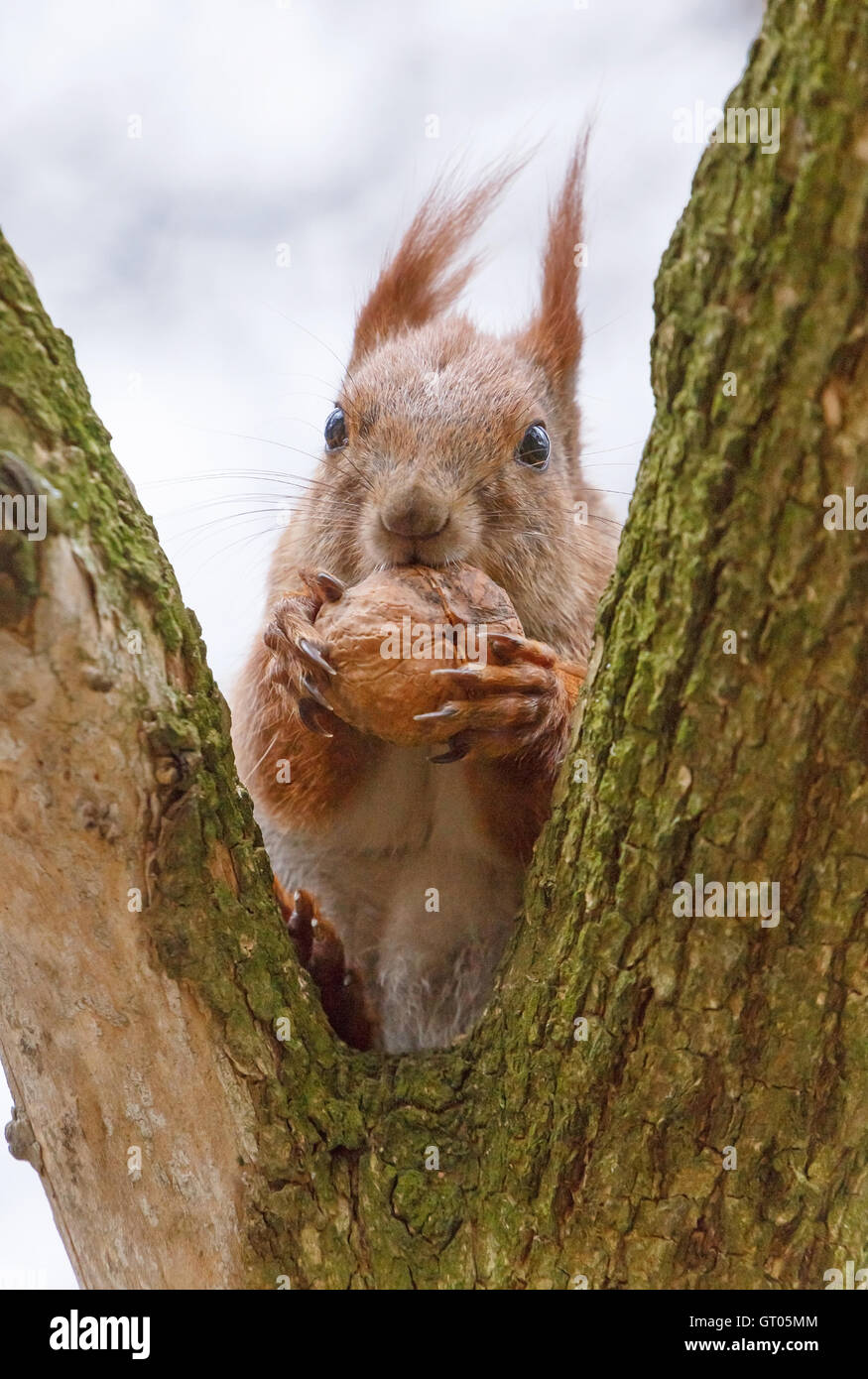 Close up of squirrel manger noyer Banque D'Images