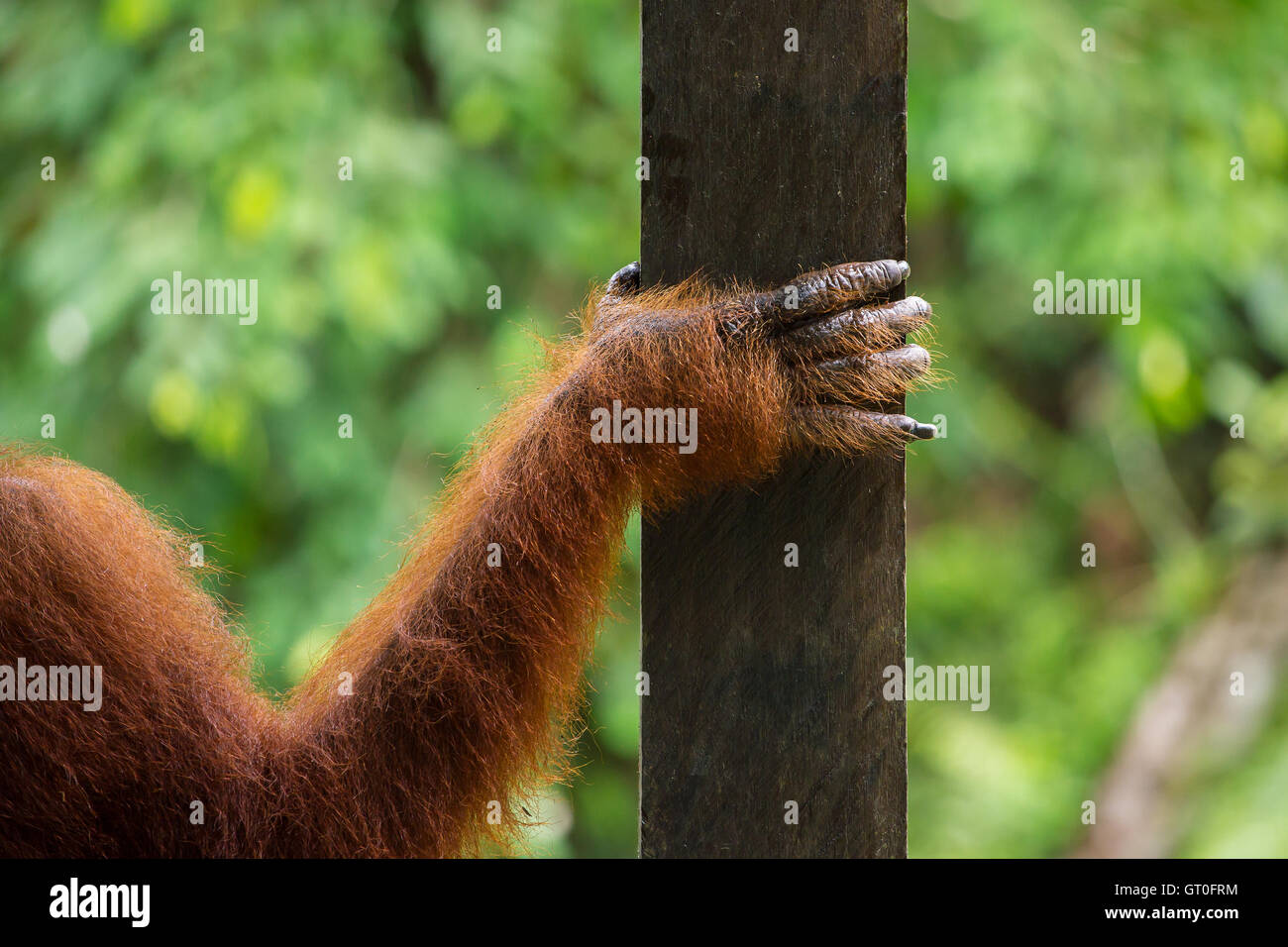 Main de femme orang-outan close-up dans la réserve naturelle de Semenggoh, Sarawak, Bornéo, Malaisie Banque D'Images