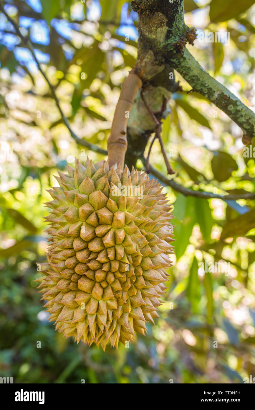 Durians frais, le roi des fruits sur l'arbre à Bornéo, Malaisie Banque D'Images