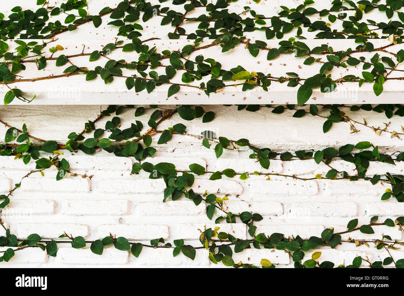 Arbre grimpeur sur mur Banque D'Images