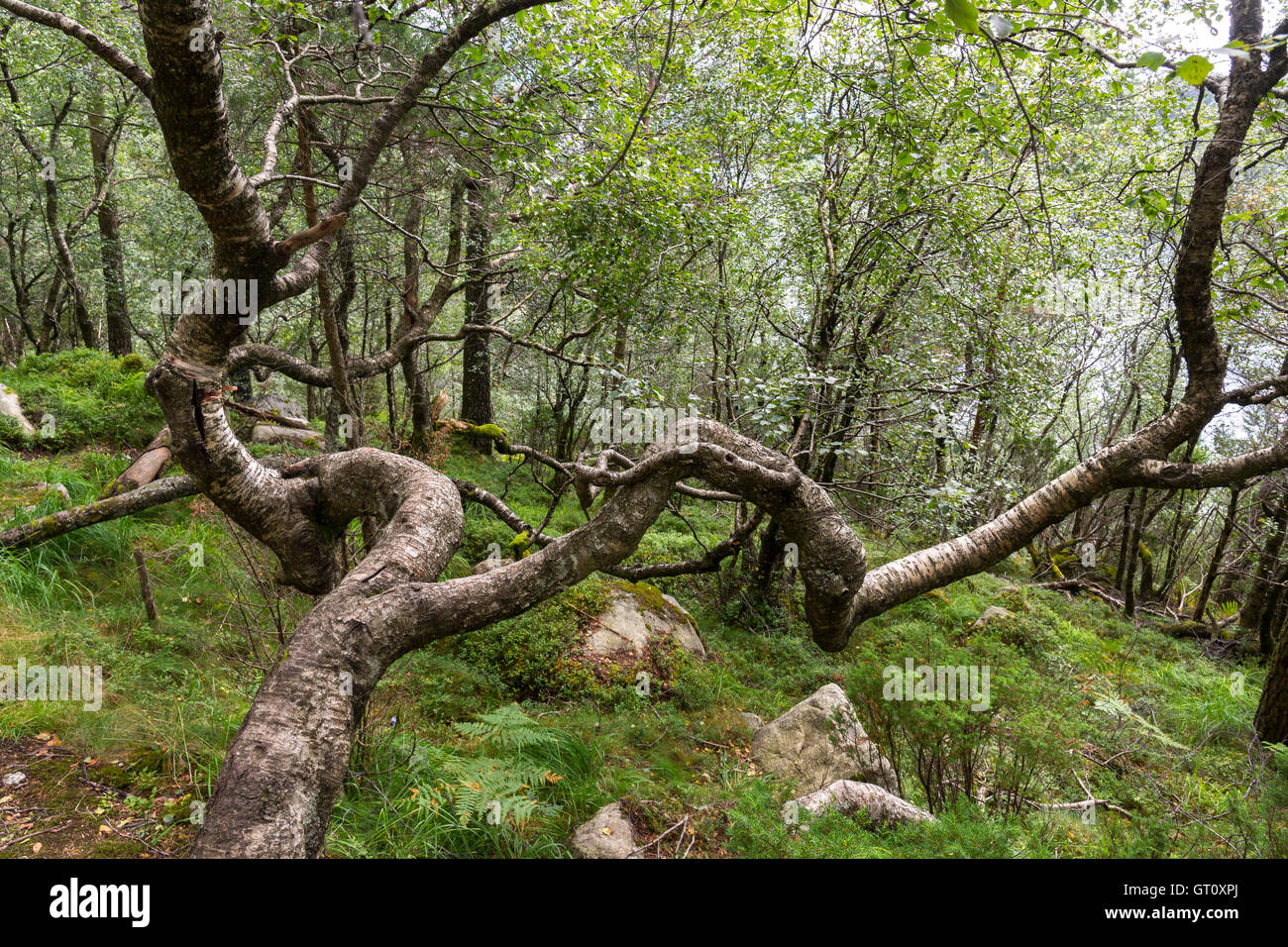 Arbre tordu sur le chemin d'Preikestolen en Norvège Banque D'Images