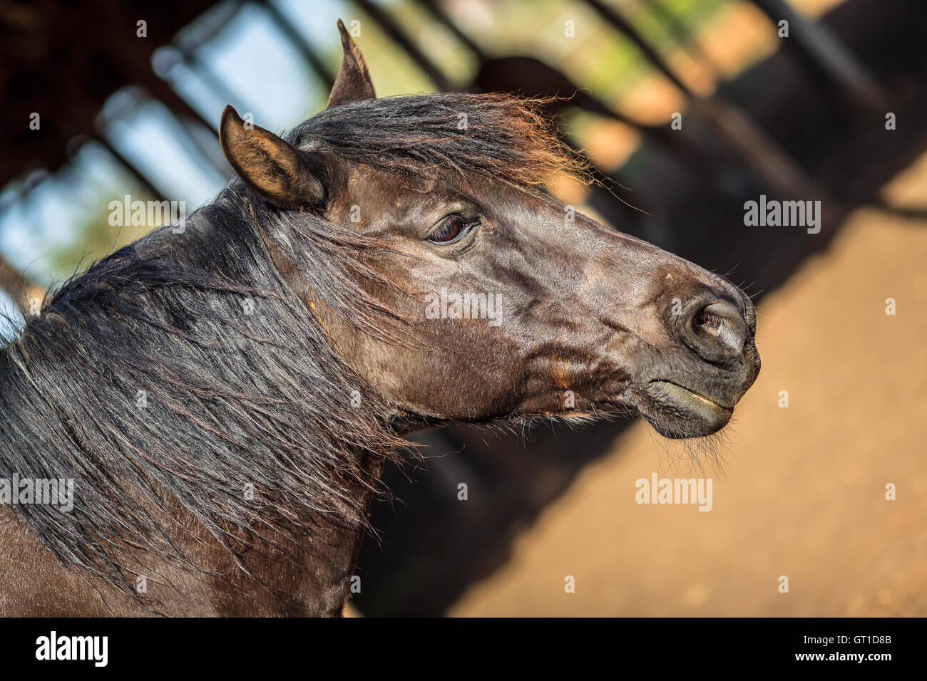 Vue latérale d'une tête de cheval mâle marron Banque D'Images