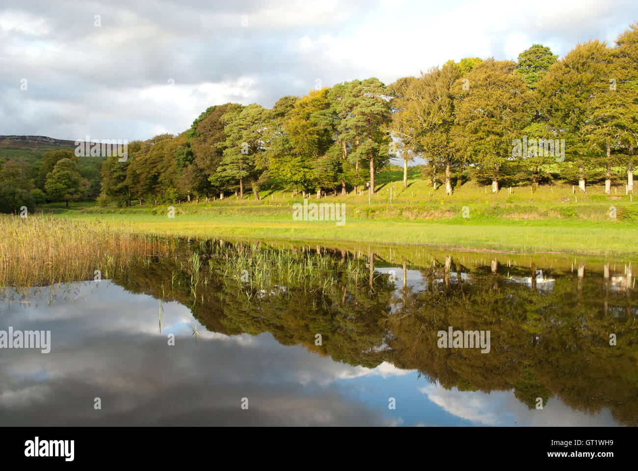 Paysage, l'Irlande, comté de Roscommon, Lough, Lough meelagh, le Kilronan, keadue, ballyfarnon, arbres, eau, lac, refelction Banque D'Images