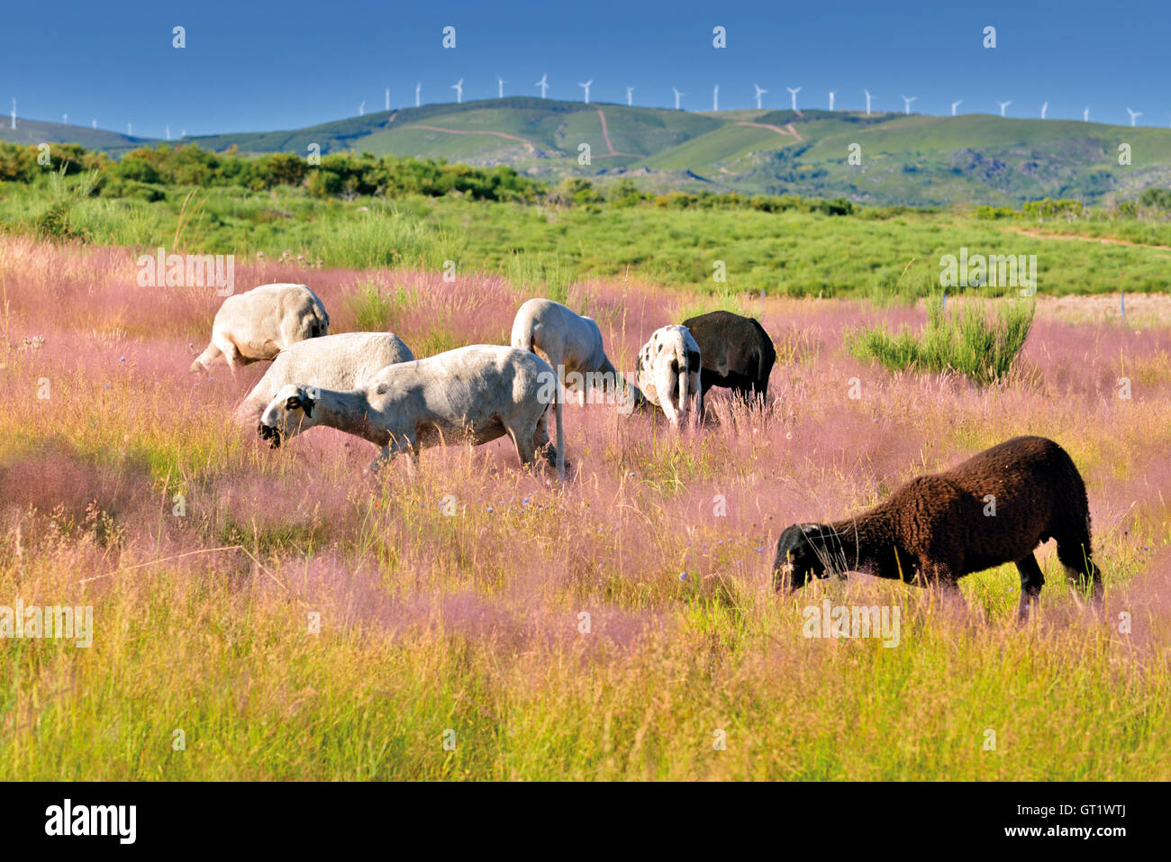 Portugal : un groupe de moutons blancs avec un mouton noir au milieu d'un terrain de montagne avec des fleurs roses on Green grass Banque D'Images