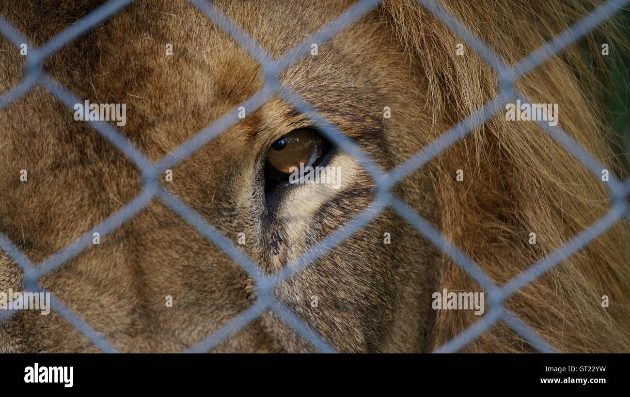 La mise en cage, un lion sauvage est protégé contre le peuple mais rate l'open bush Banque D'Images