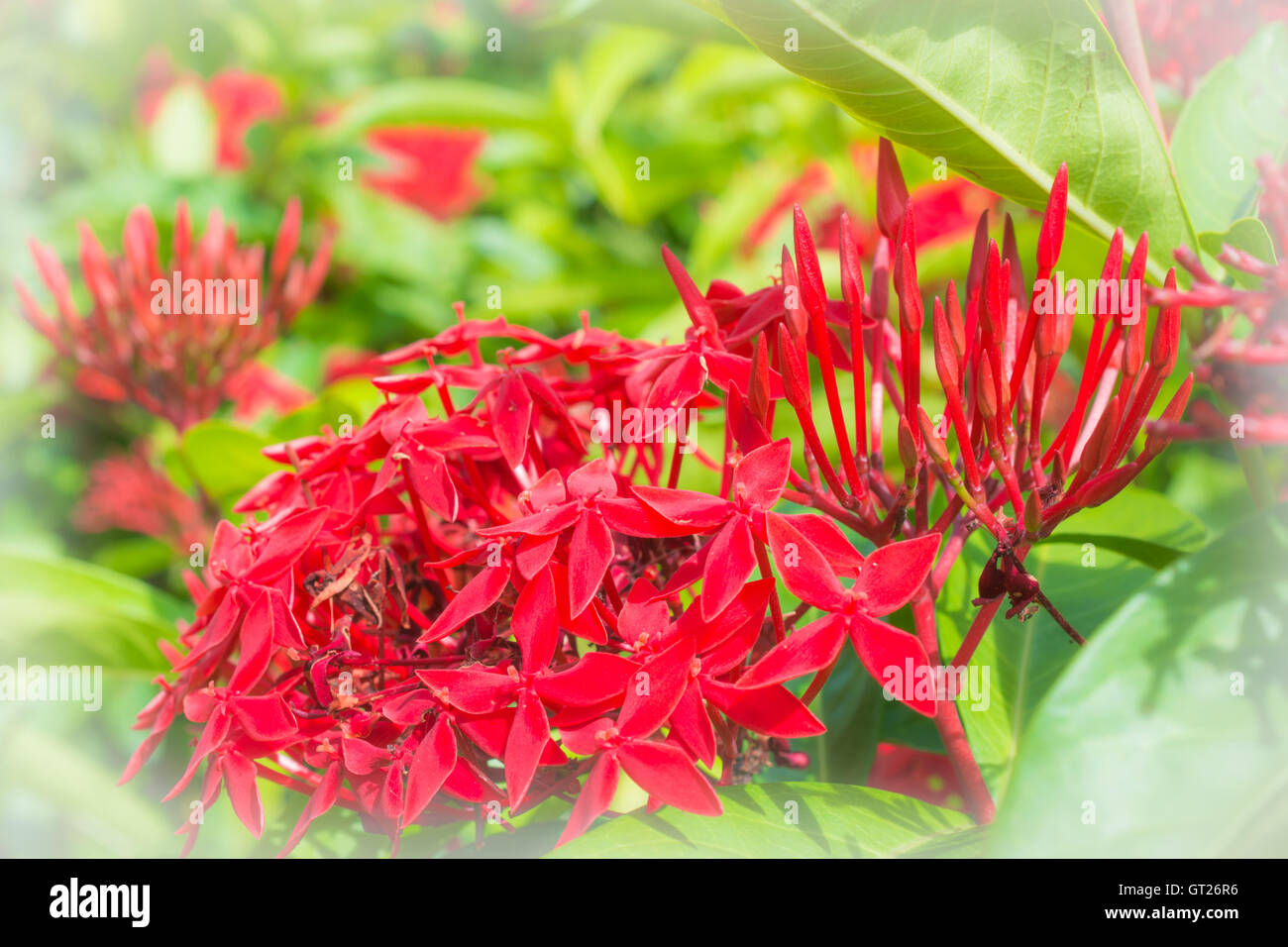 Focus sélectif ixora rouge fleur Banque D'Images Focus sélectif ixora rouge fleur Banque D'Images