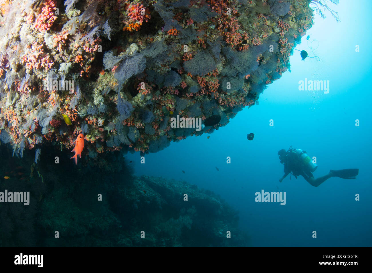 Dépassement avec coraux mous de couleur pourpre à Kuda Rah Thila Banque D'Images