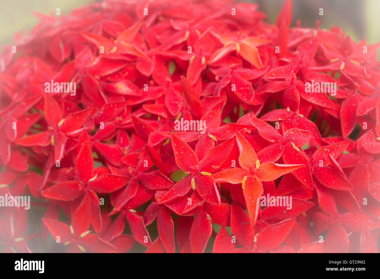 Contexte red ixora fleur Banque D'Images Contexte red ixora fleur Banque D'Images