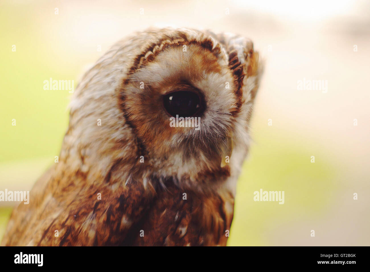 Close up d'un hibou Banque D'Images