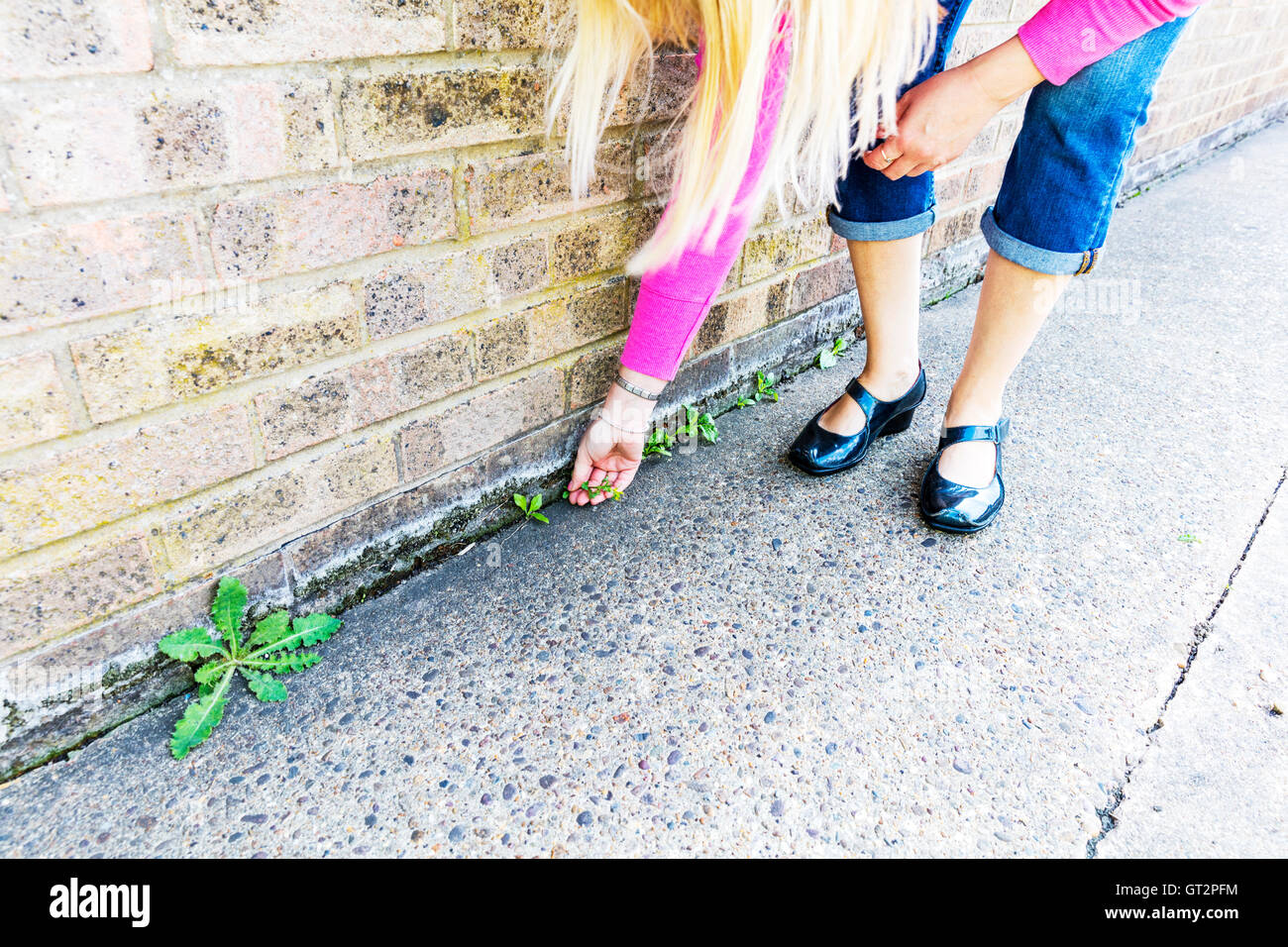 Le désherbage en relevant les mauvaises herbes jardinier jardinage jardin rangement adventices UK Angleterre GO Banque D'Images