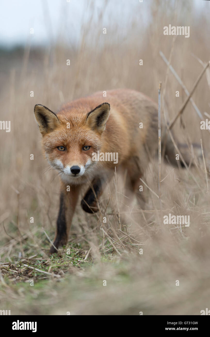 Red Fox / Rotfuchs ( Vulpes vulpes ), curieux des profils, courant à travers le roseau élevé à sec, semble être surpris. Banque D'Images