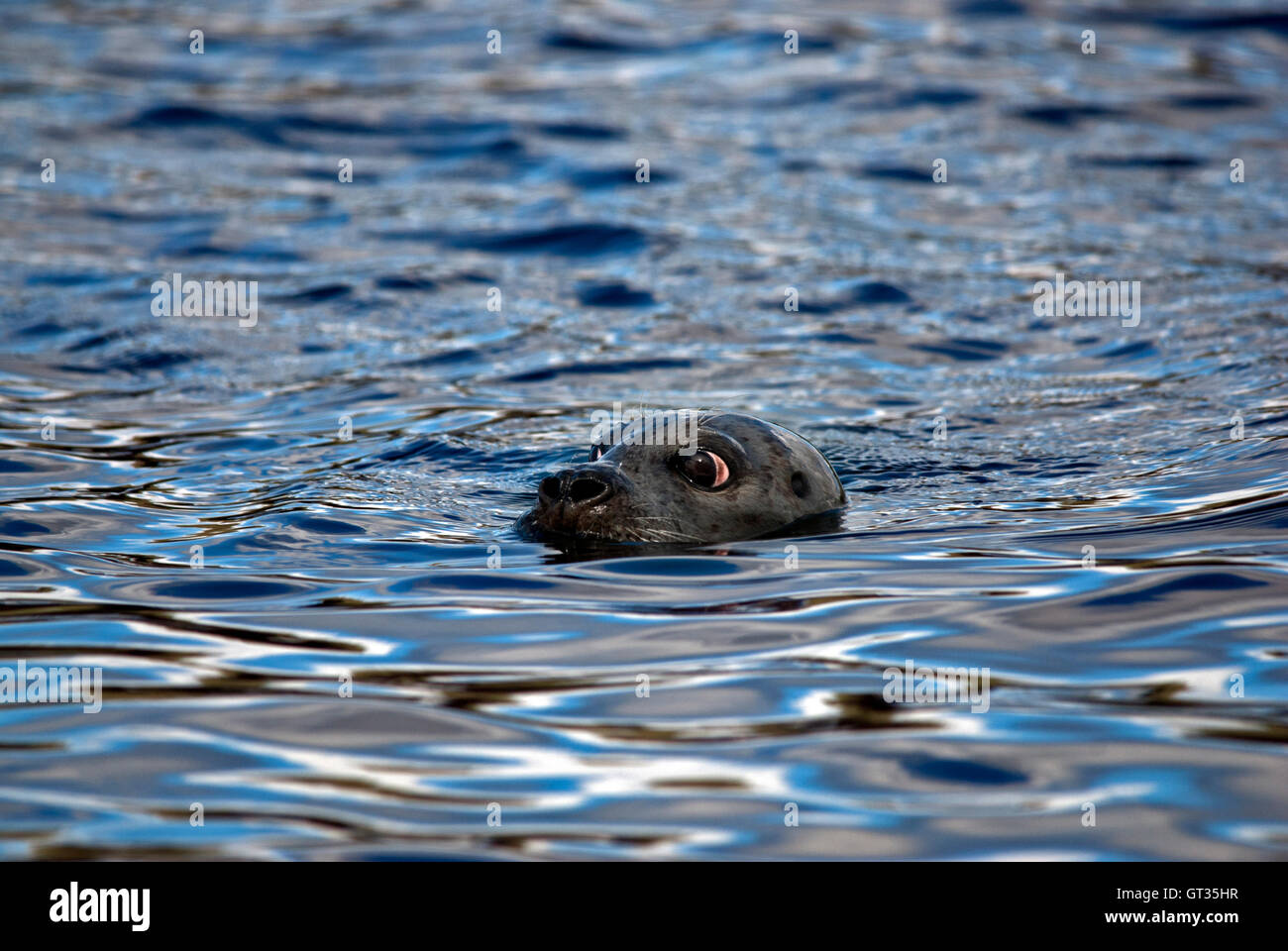 Phoque commun (aka harbour ou le phoque commun (Phoca vitulina), nager avec les yeux et les narines, juste au-dessus de la surface , Île de Skye Banque D'Images