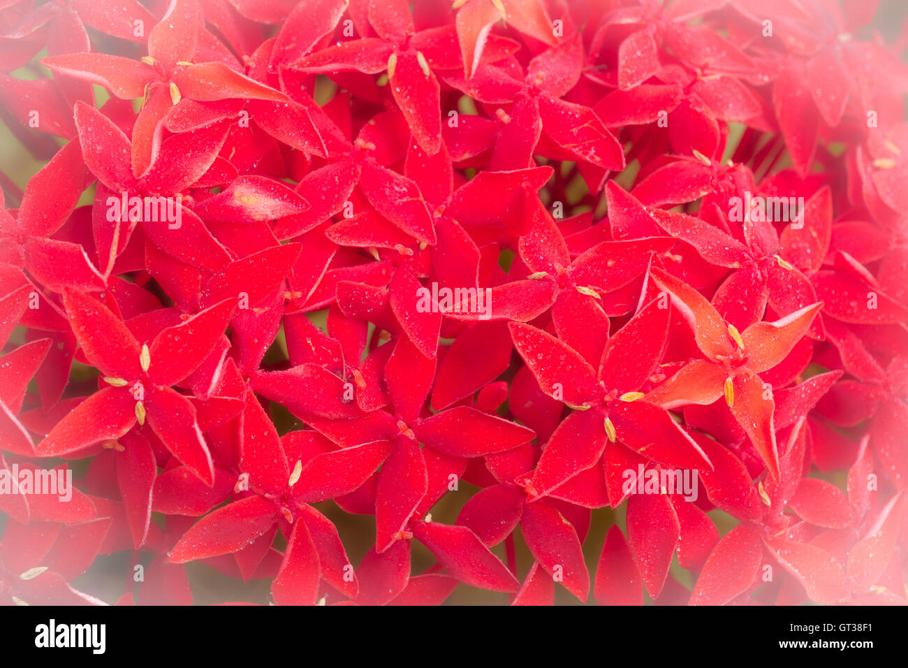 Contexte red ixora fleur Banque D'Images Contexte red ixora fleur Banque D'Images