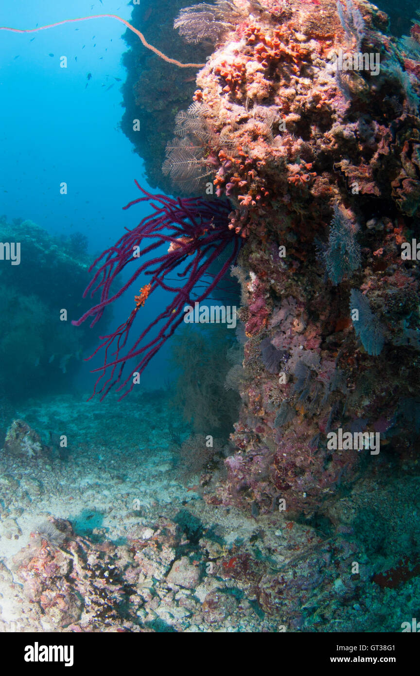 Beaux coraux mous pendaison le mur du récif à Kuda Rah Thila Banque D'Images
