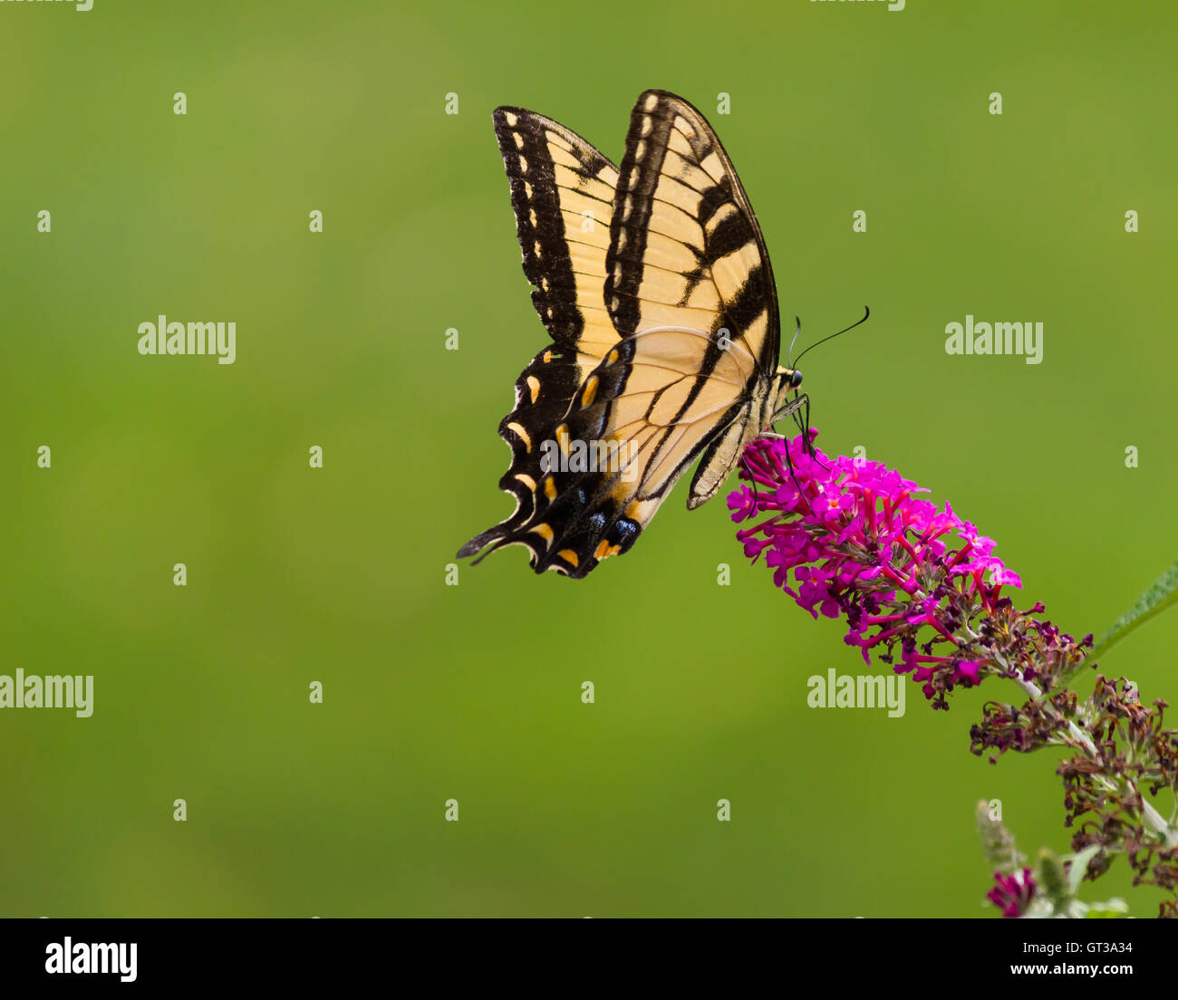 Swallowtail Butterfly sur un arbre aux papillons Banque D'Images