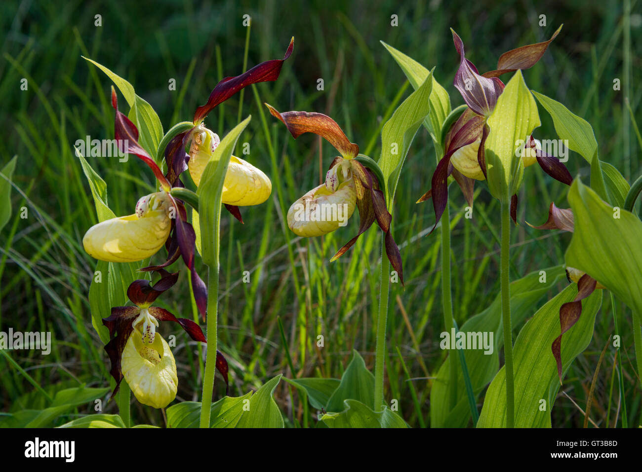 Mesdames slipper orchid, démarche Barrows National Nature Reserve, Arnside, Cumbria, Royaume-Uni Banque D'Images