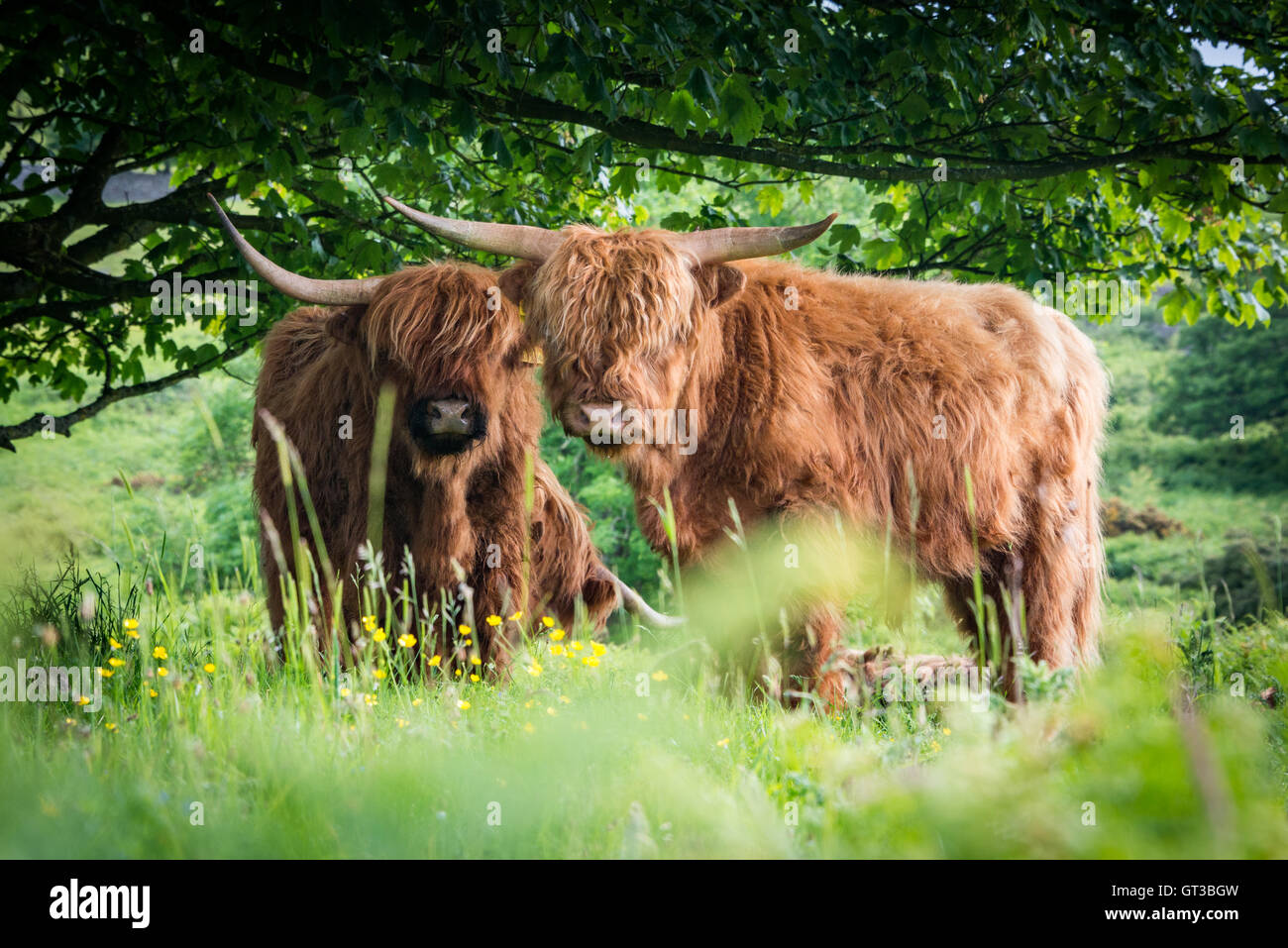 Highland cattle grazing à Arnside Knott, Lancashire Cumbria/border Banque D'Images