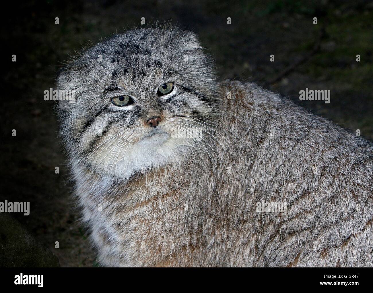 Gros plan Portrait d'un homme le chat de Pallas d'Asie centrale (Otocolobus Manul ou manul, Felis manul) Banque D'Images