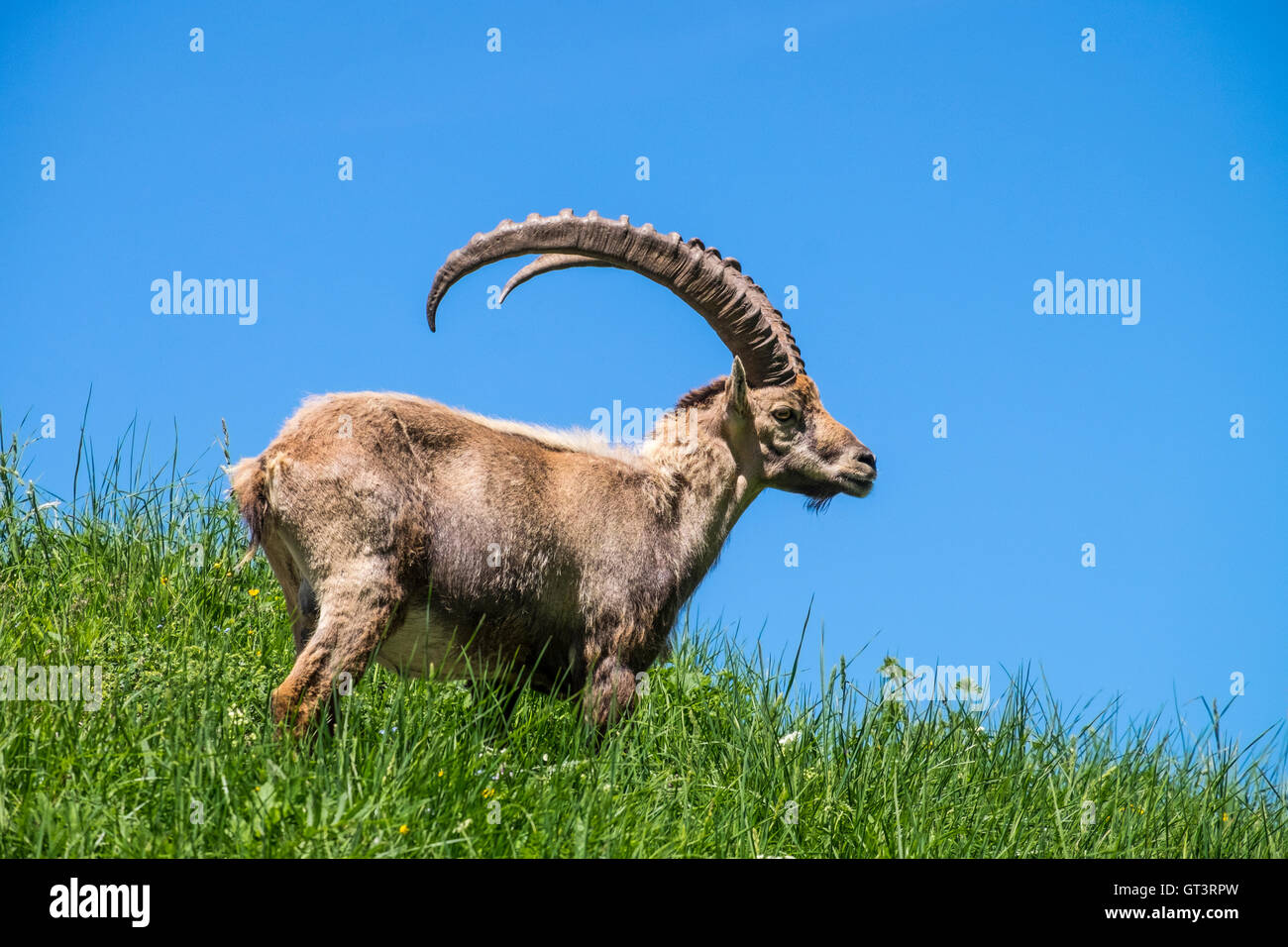 , Bouquetin des Alpes Capra ibex. Département de l'Auvergne-Rhône-Alpes Banque D'Images