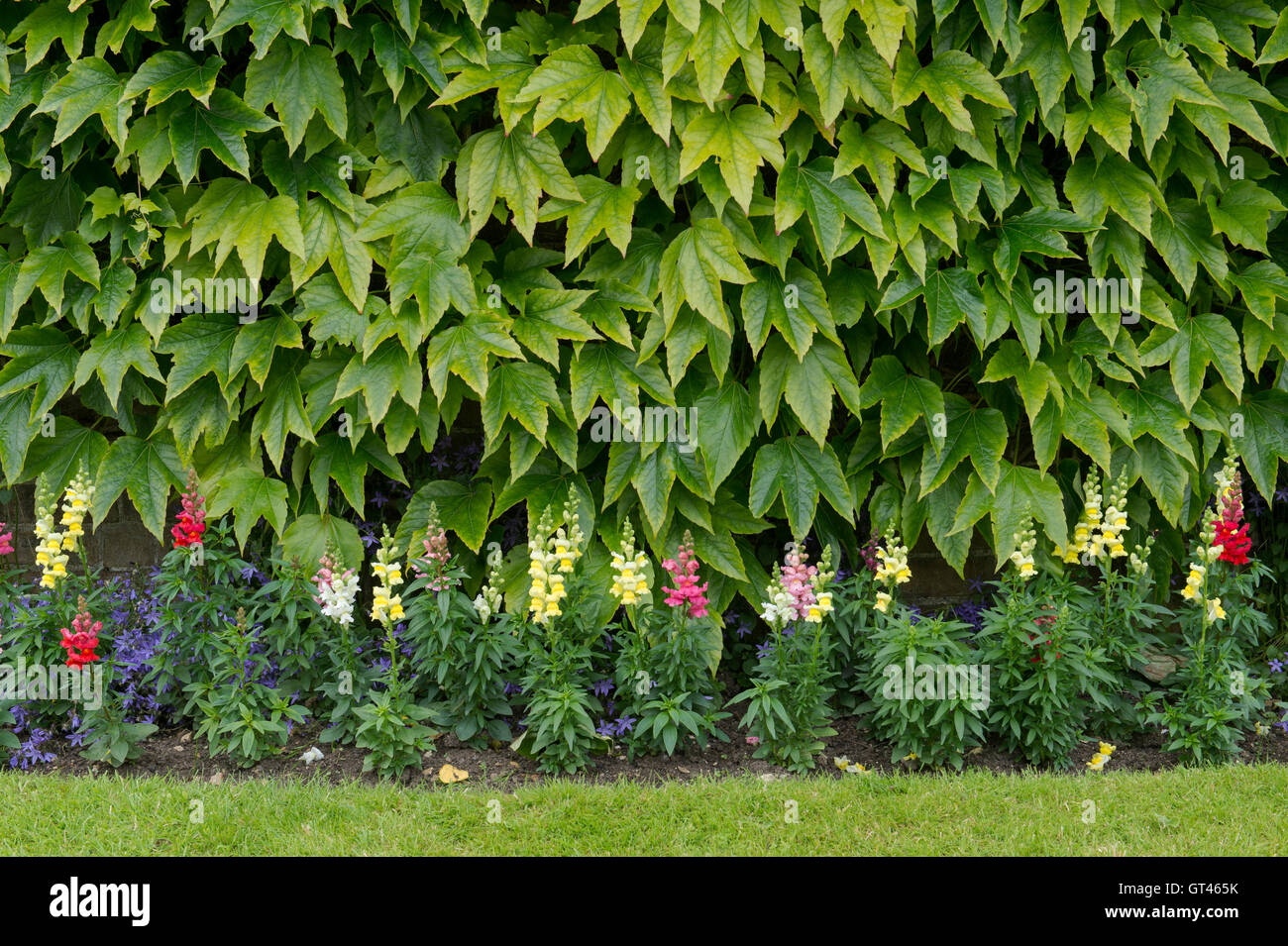 Du Parthenocissus tricuspidata. Boston ivy / réducteur japonais sur un mur de jardin avec fleurs snapdragon. Arles, France Banque D'Images