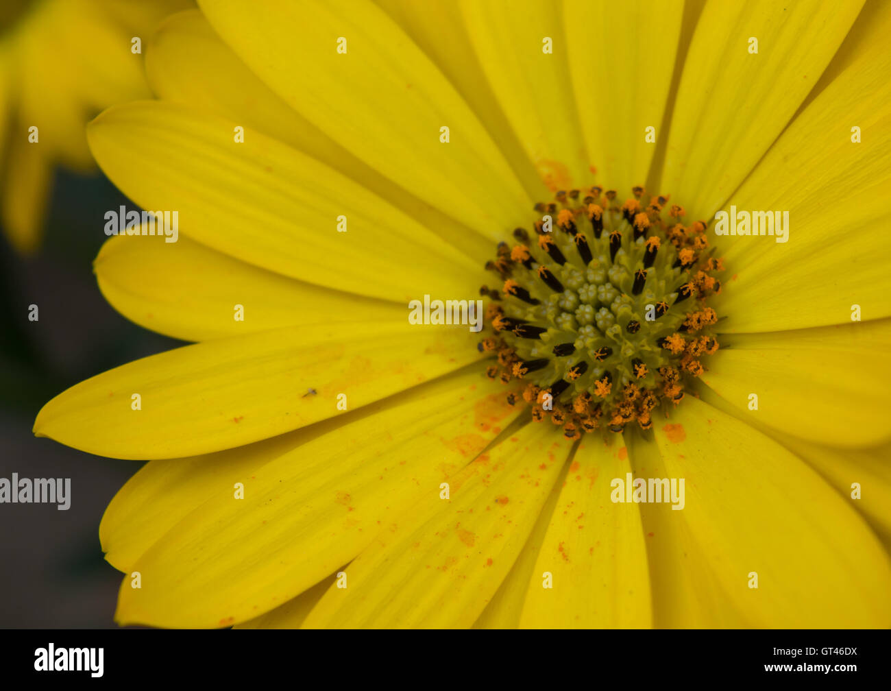 Close up sur fleur jaune Banque D'Images