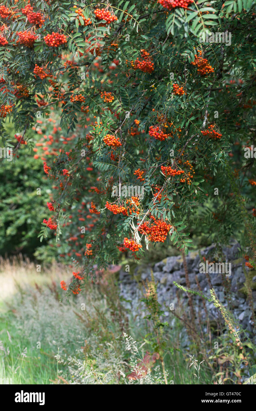 Sorbus. Rowan Tree avec des baies en automne dans la campagne des Scottish Borders. L'Ecosse Banque D'Images