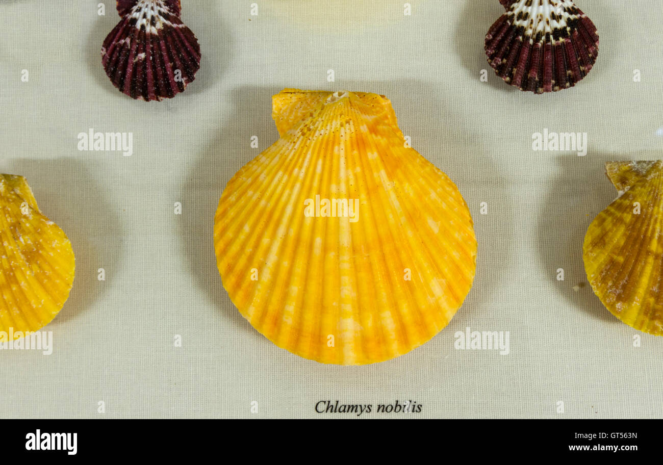 Chlamys nobilis, un beau sea shell, dans le cadre d'une exposition de coquillages dans l'île de Poros, Grèce La bibliothèque publique. Banque D'Images