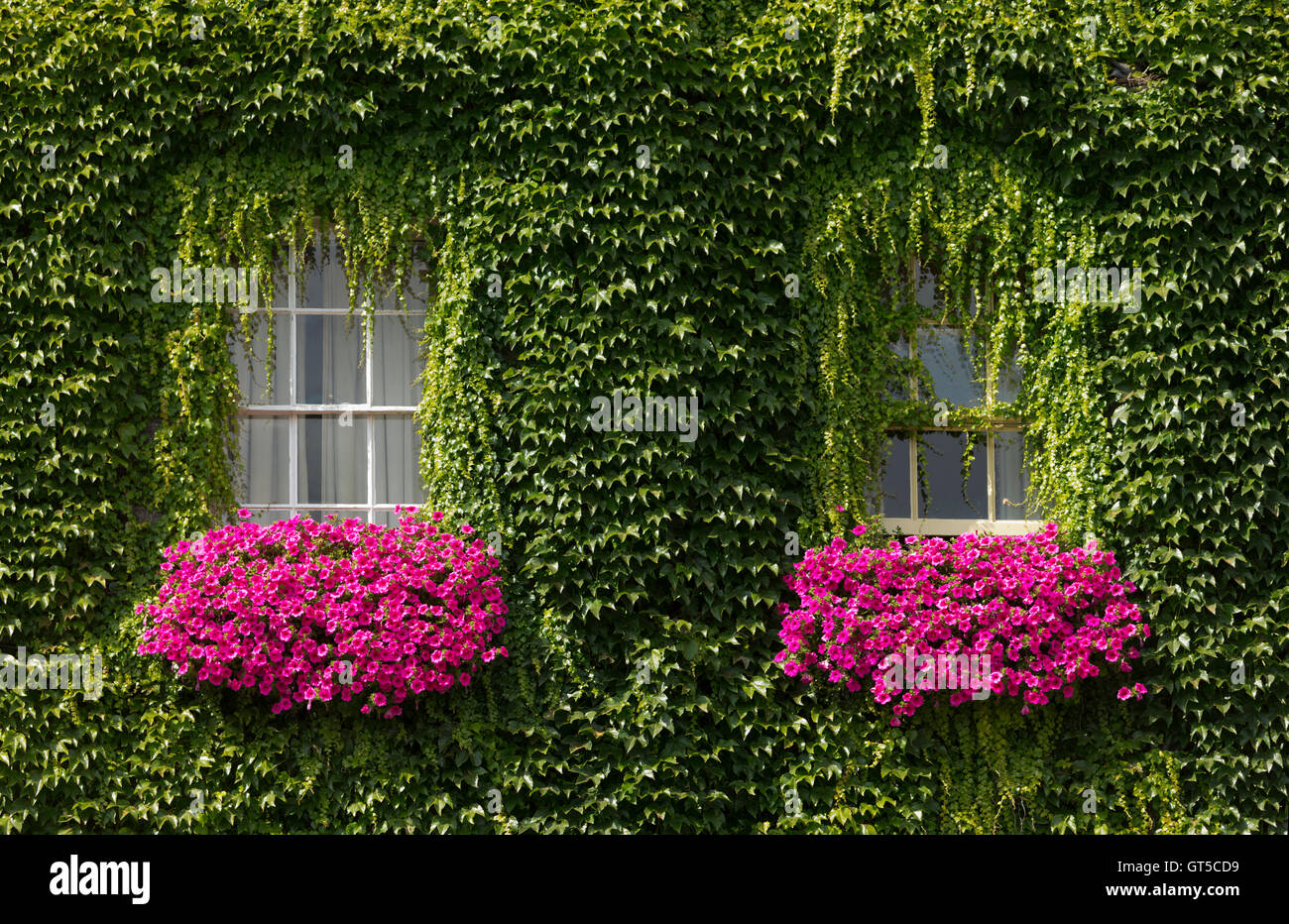 Lierre vert drapées autour d'une arche au-dessus de deux boîtes de fenêtre de fleurs roses. Non aiguisé Banque D'Images