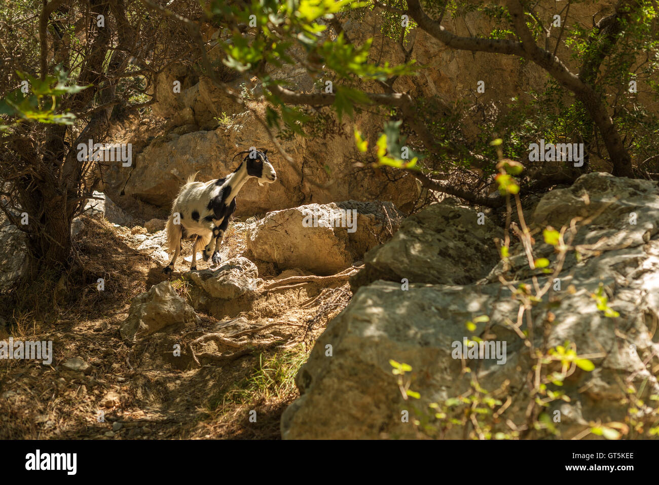 Crète, Grèce : une chèvre en forêt de Palm Bay Banque D'Images
