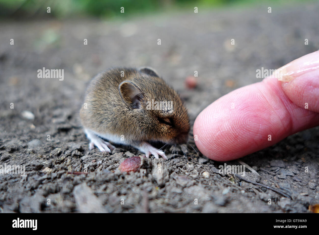 Bois ou longue queue souris dormir sur le terrain d'être touché par les bout de doigt Uk Banque D'Images