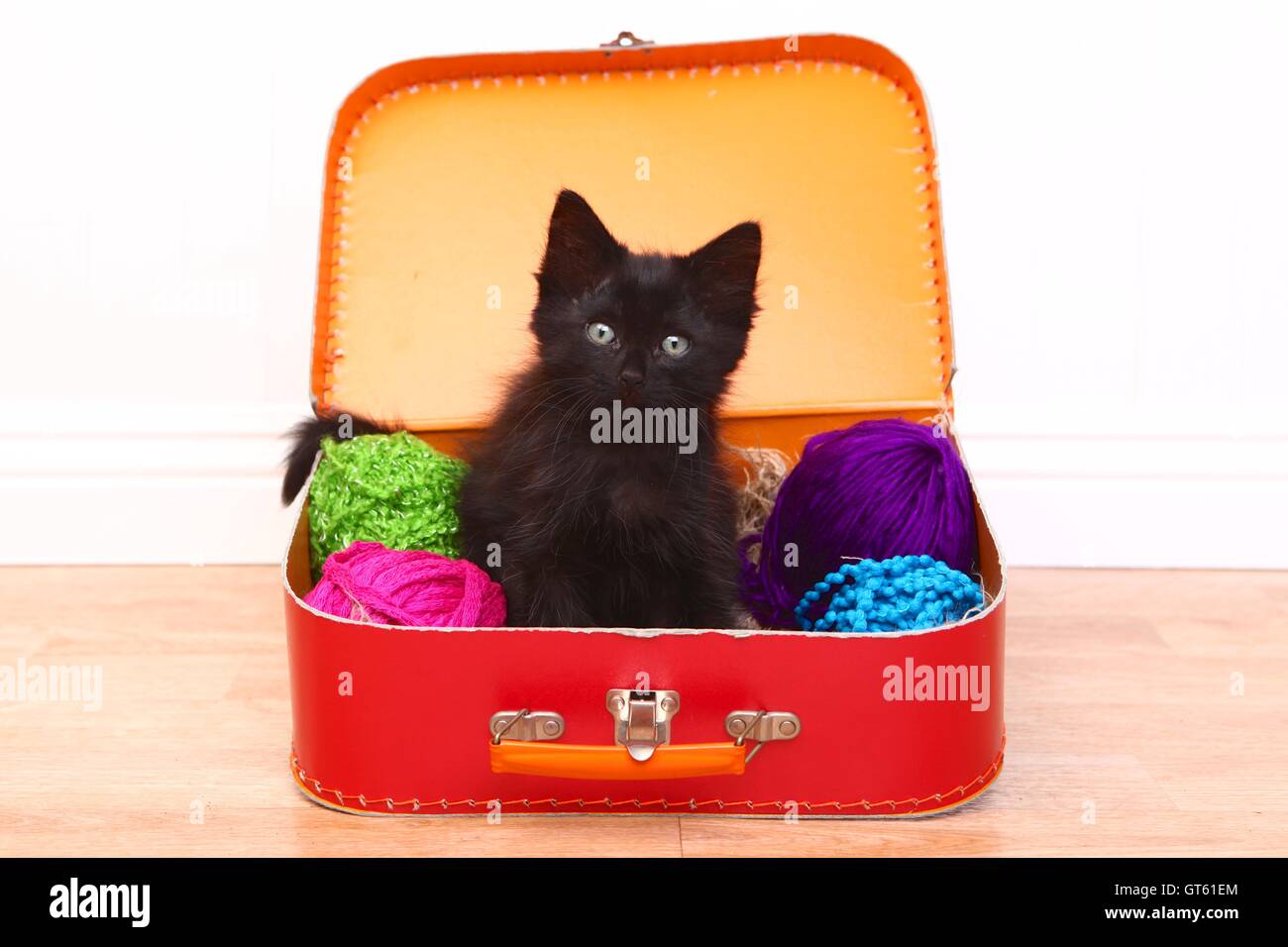 Chaton dans un dossier rempli de laine Banque D'Images