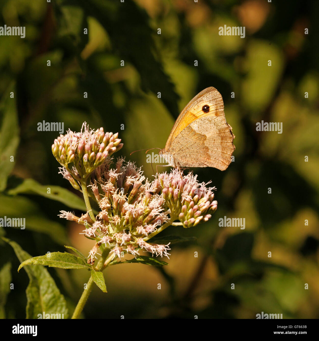 Coenonympha pamphilus Petit Heath papillon. Banque D'Images