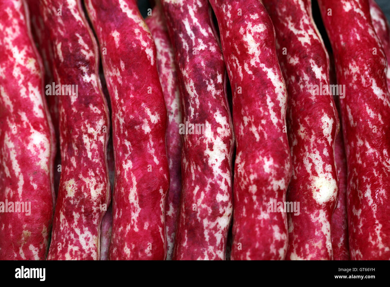 Phaseolus vulgaris Haricot Borlotti avec rose et blanc tacheté cas ...