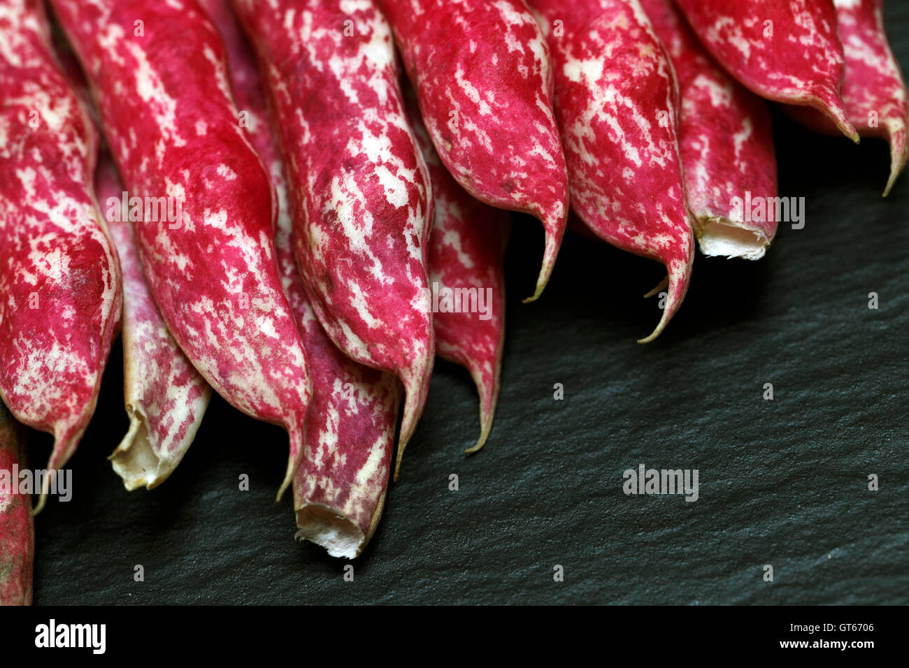 Phaseolus vulgaris Haricot Borlotti avec rose et blanc tacheté cas ...