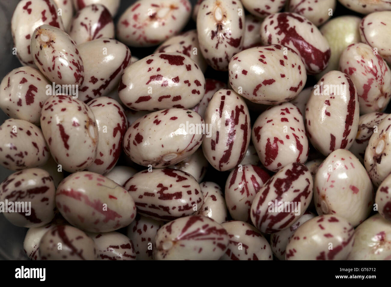 Phaseolus vulgaris Haricot Borlotti avec rose et blanc tacheté cas gousses de haricots Banque D'Images