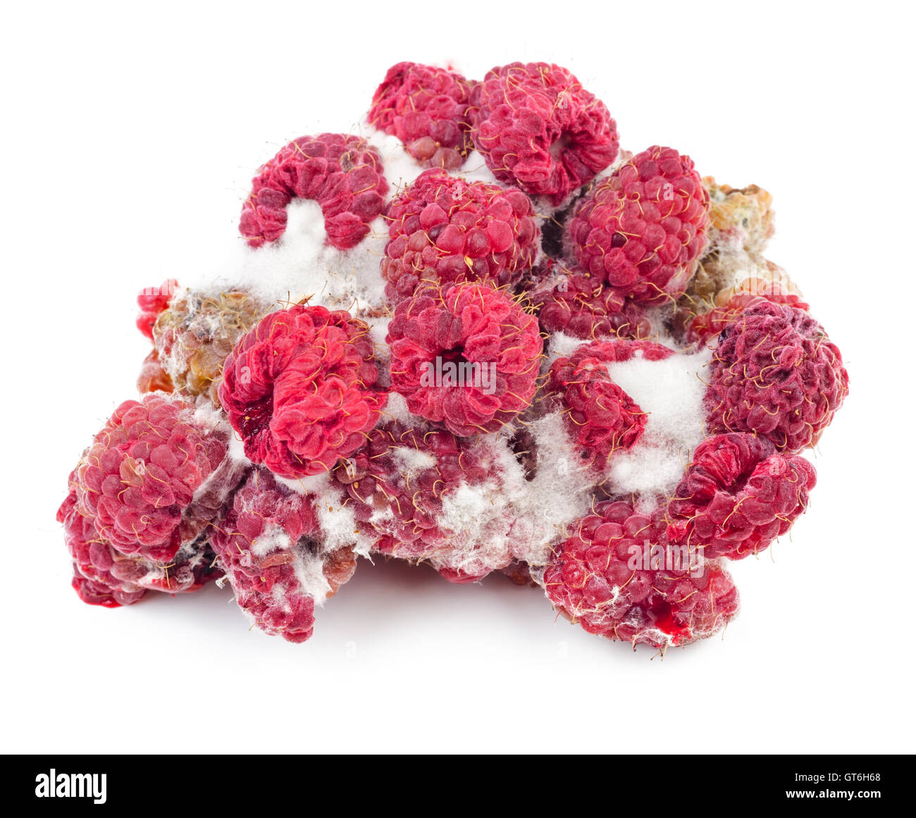 Rotten et framboises moisies isolé sur fond blanc Banque D'Images