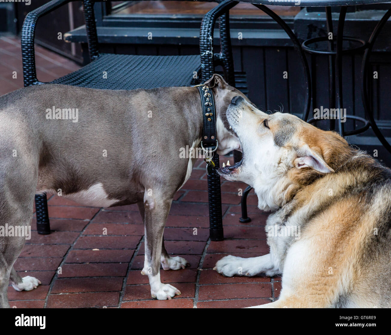 Un loup en train de jouer avec un pit-bull terrier Banque D'Images