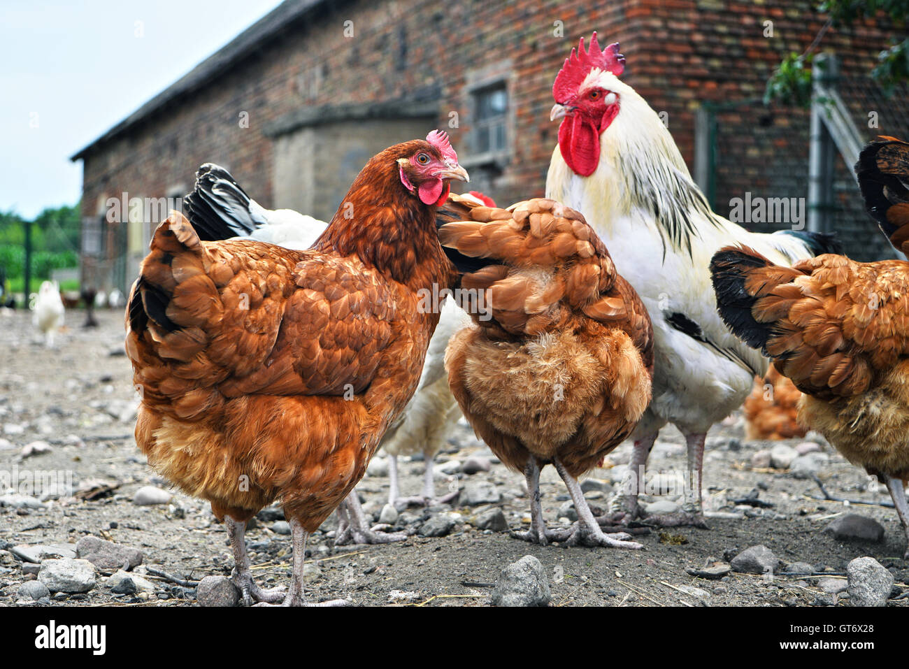 Poulets sur gamme traditionnelle de ferme avicole. Banque D'Images