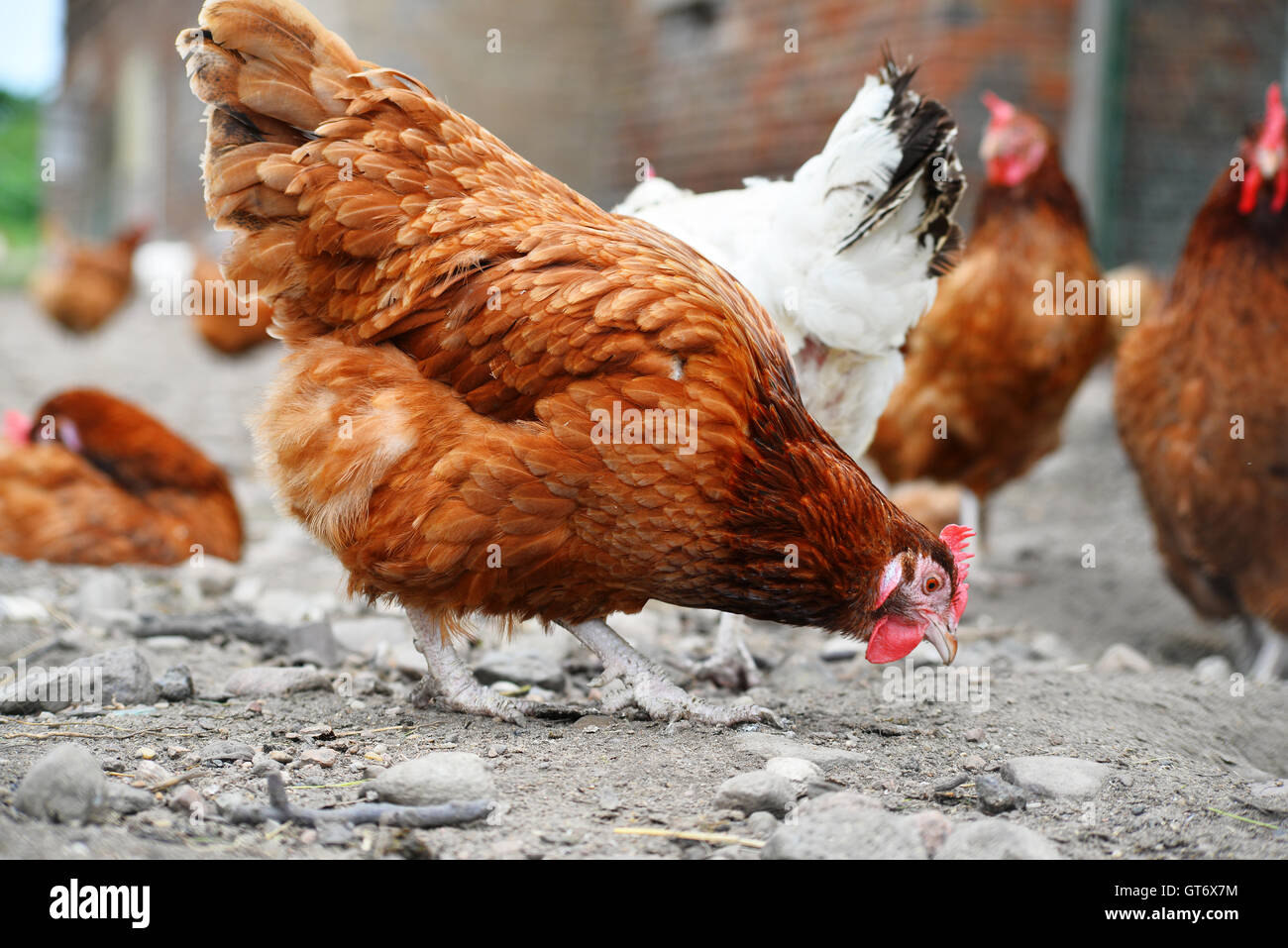 Poulets sur gamme traditionnelle de ferme avicole. Banque D'Images