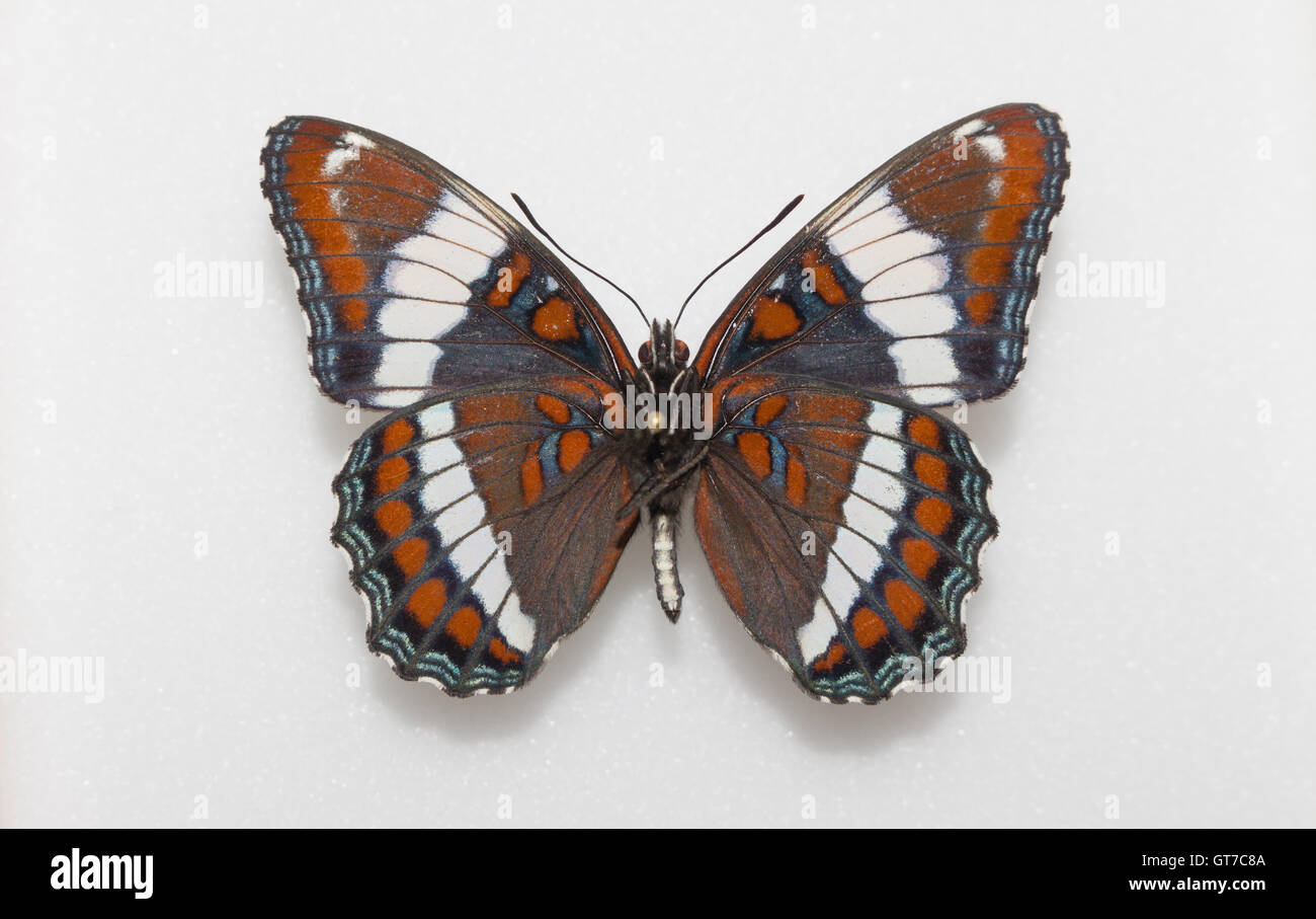 Une propagation épinglés et l'amiral blanc papillon (Limenitis arthemis arthemis) dans une collection d'insectes, vue ventrale Banque D'Images