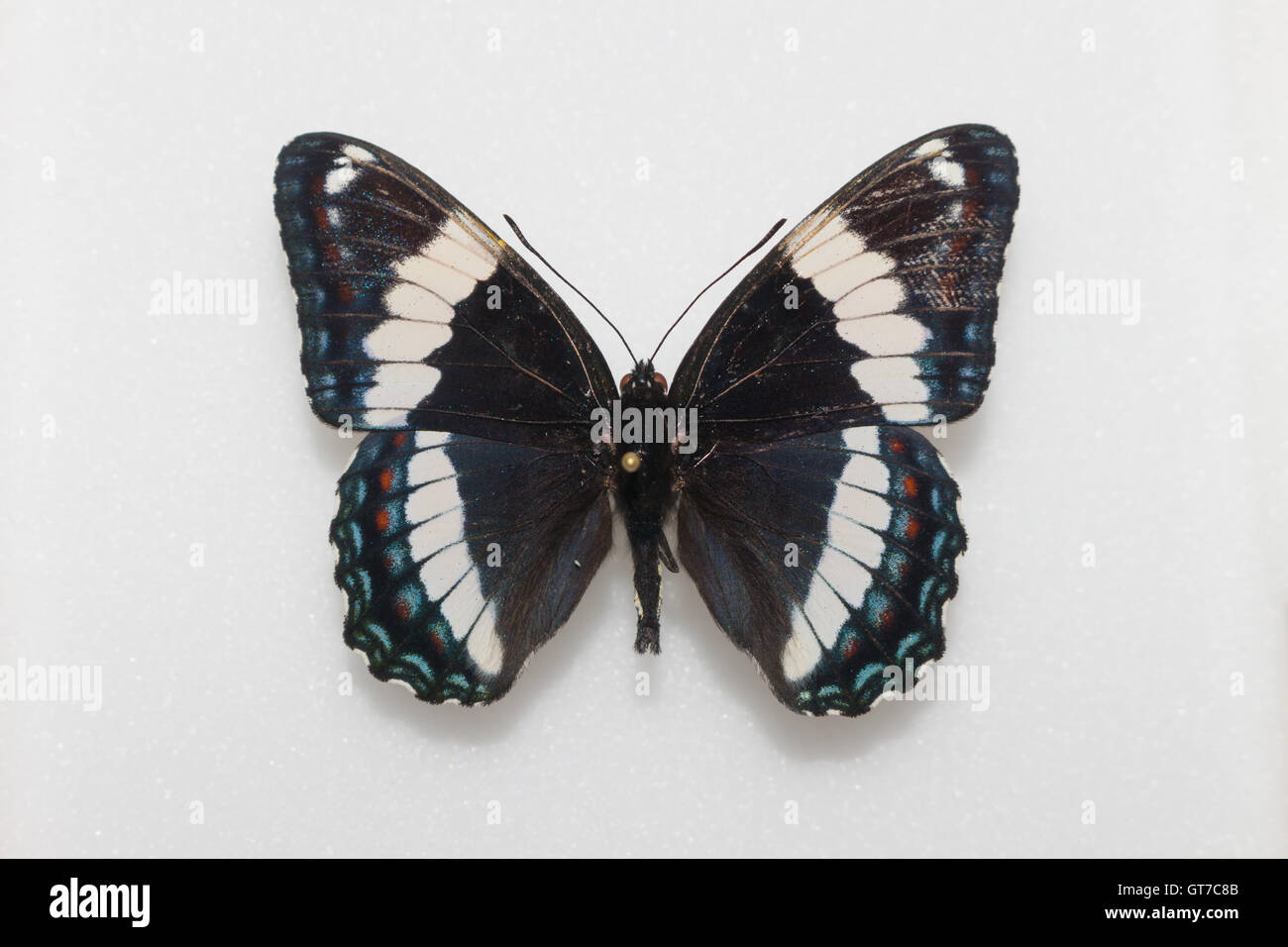Une propagation épinglés et l'amiral blanc papillon (Limenitis arthemis arthemis) dans une collection d'insectes, vue dorsale Banque D'Images