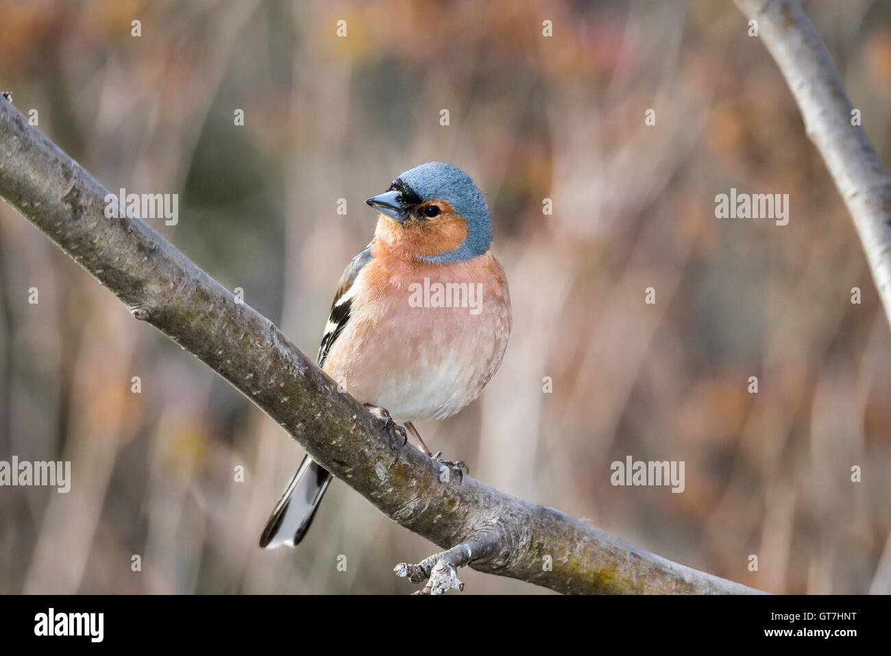 Common chaffinch Banque D'Images