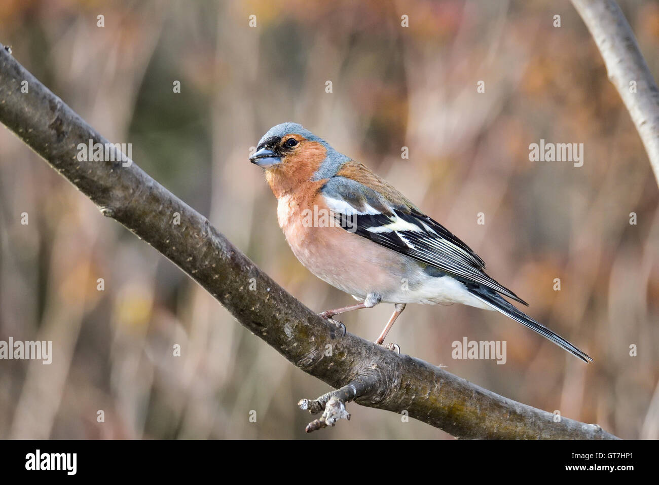 Common chaffinch Banque D'Images