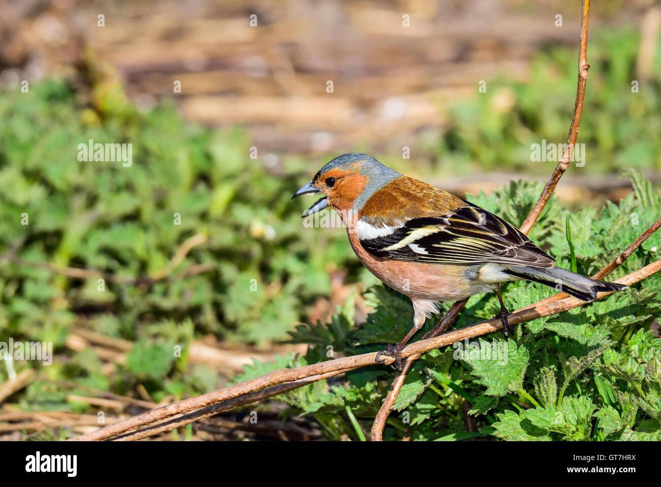 Common chaffinch Banque D'Images
