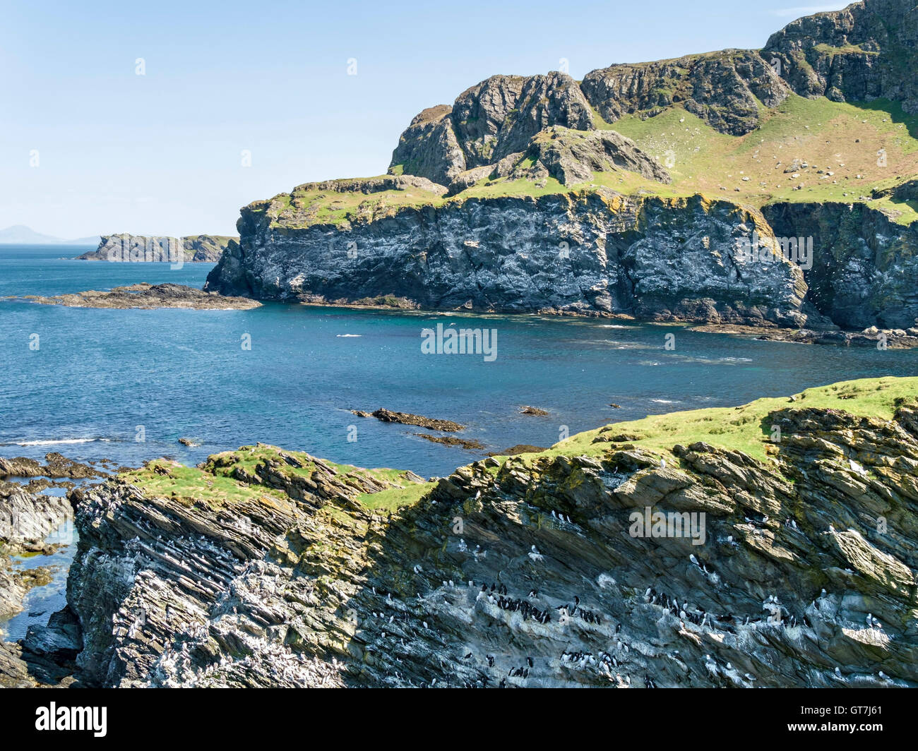 Oiseaux de mer et falaises rocheuses à l'interdiction du port près de Pig's Paradise à l'île de Colonsay, Ecosse, Royaume-Uni. Banque D'Images