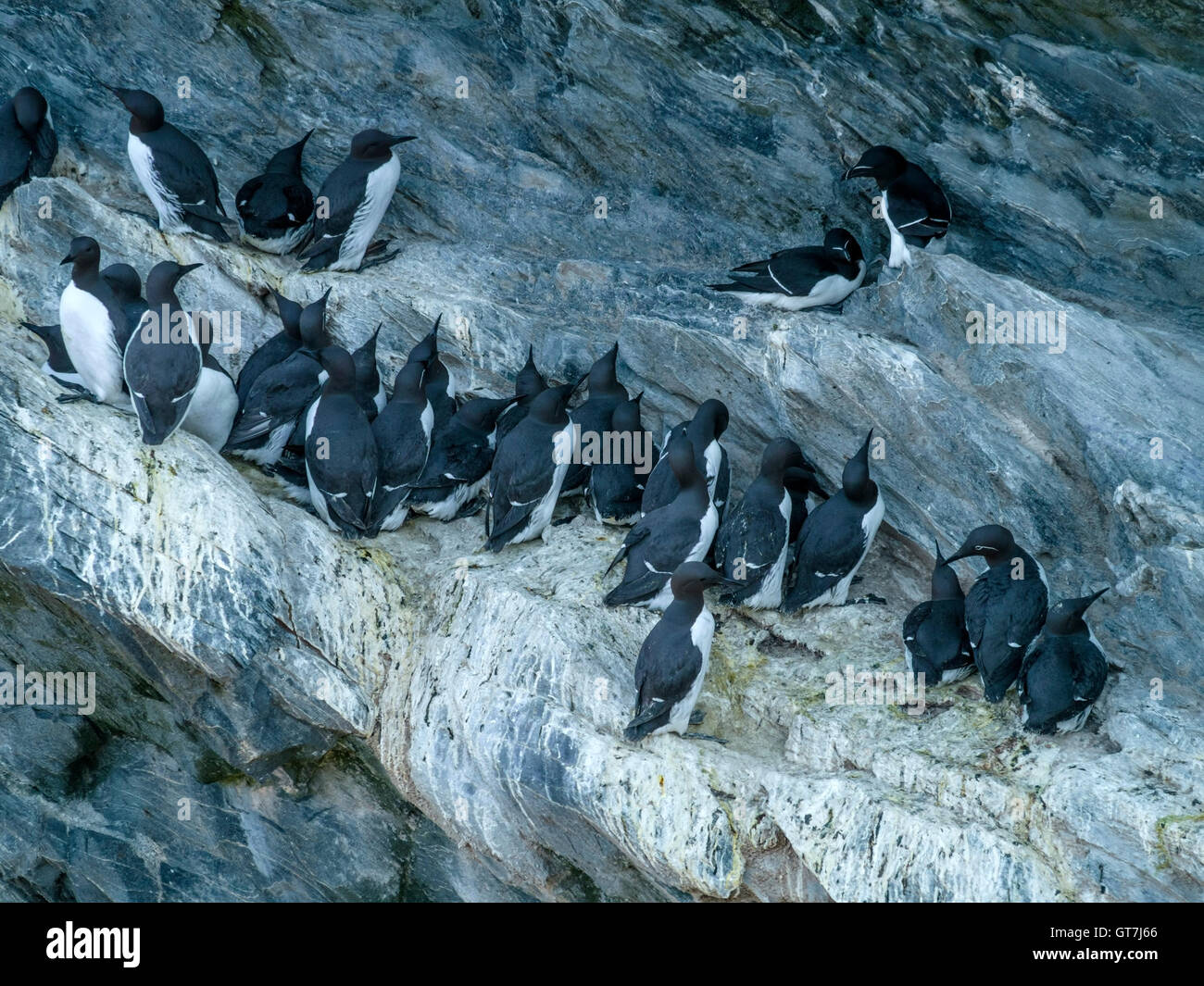 Petit pingouin et guillemot perché sur les falaises d'oiseaux de mer à Pig's Paradise sur l'île de Colonsay, Ecosse, Royaume-Uni. Banque D'Images