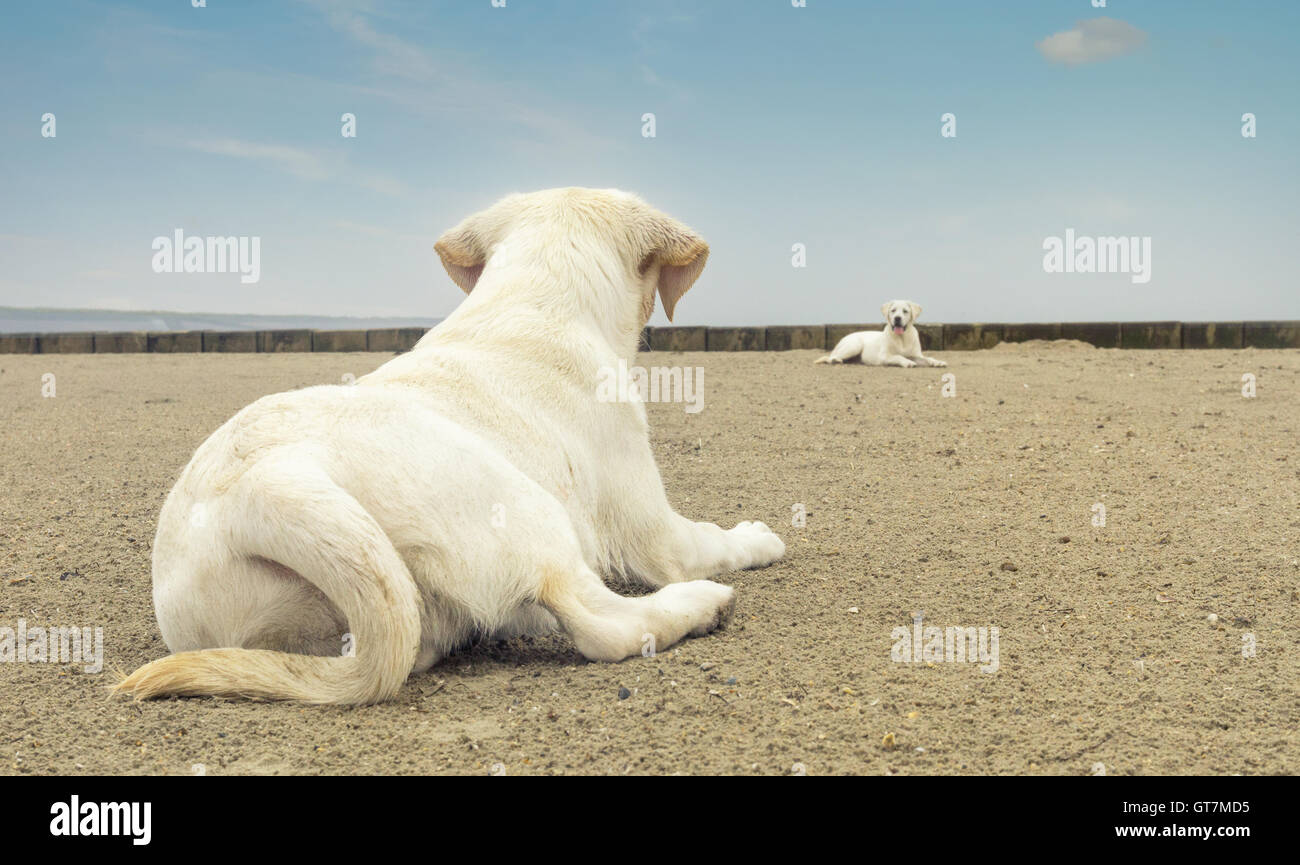 Deux mignon chiots labrador couché sur la plage un regarder Banque D'Images