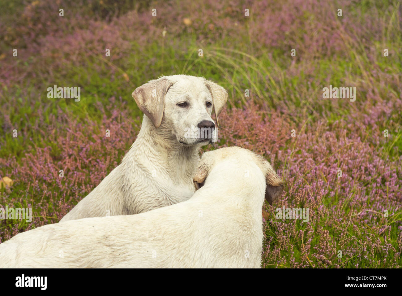 Portrait d'un jeune peu de blanc Labrador Retriever Dog Puppy assis dans un champ rempli de fleurs violettes Banque D'Images
