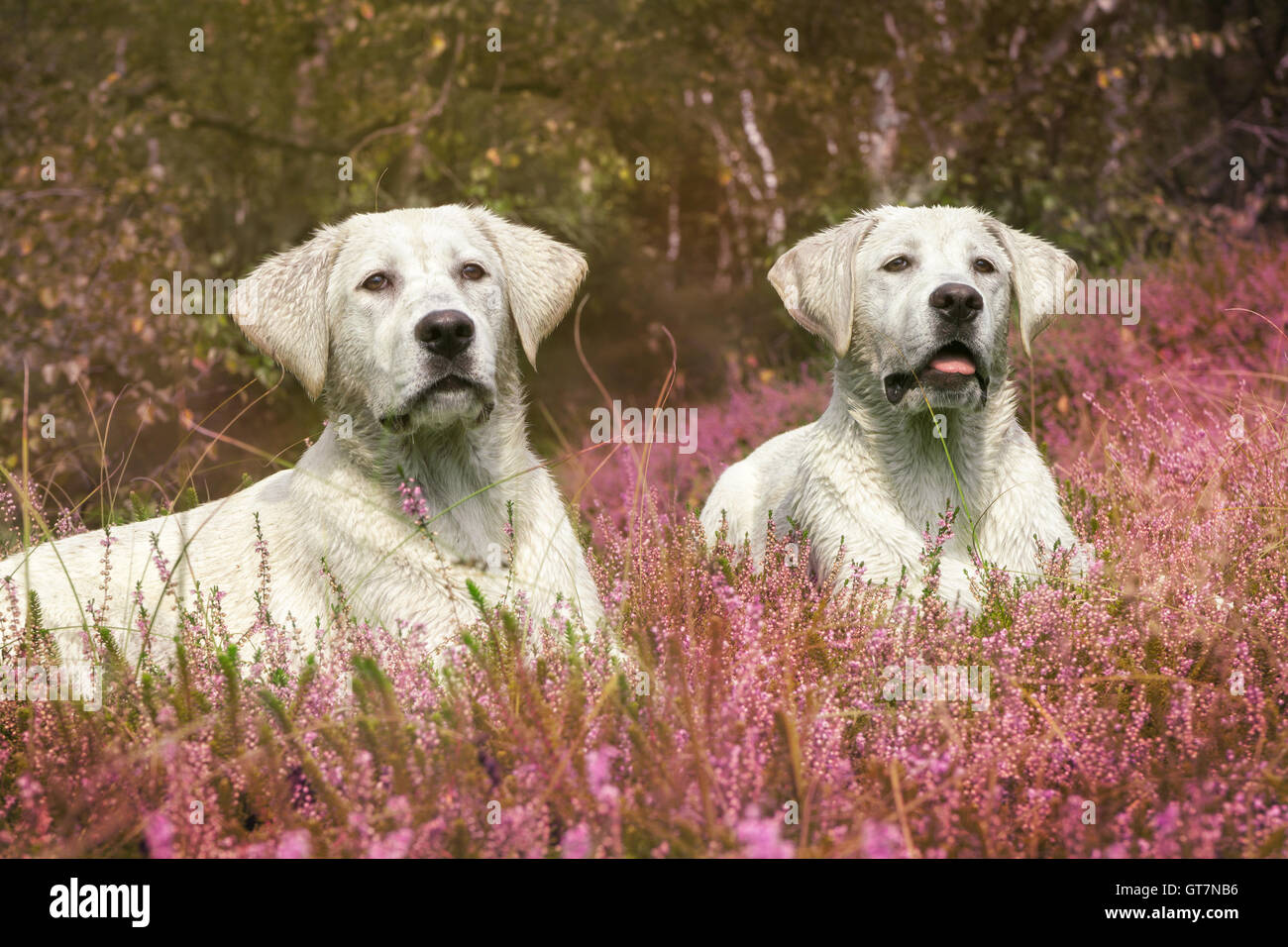 Deux mignon chiots labrador couché dans un champ de fleurs violet ov Banque D'Images